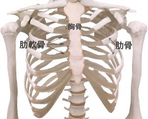肋軟骨炎（肋骨、肋軟骨、胸骨）｜住吉区長居藤田鍼灸整骨院