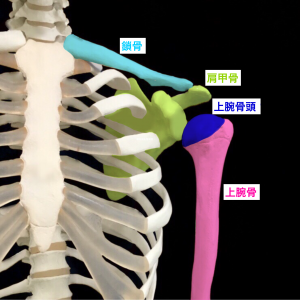 肩関節不安定症―肩関節を構成する骨｜住吉区長居藤田鍼灸整骨院