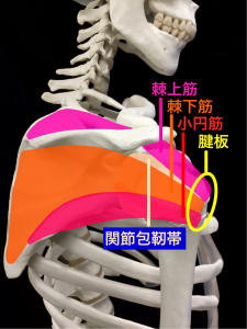肩関節不安定症―肩関節を安定させる筋肉と腱｜住吉区長居藤田鍼灸整骨院