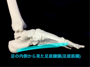足底腱膜(足底筋膜)側面｜藤田鍼灸整骨院