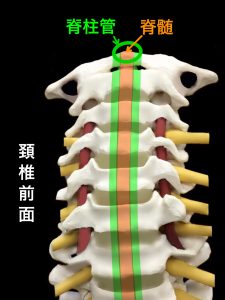 頚部脊柱管と脊髄｜藤田鍼灸整骨院