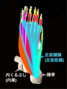 足底腱膜(足底筋膜)と足底の筋肉、神経｜住吉区長居藤田鍼灸整骨院