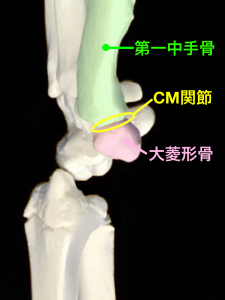 中手骨と大菱形骨で構成されるCM関節｜藤田鍼灸整骨院