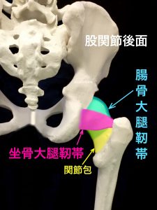 大腿骨頚部骨折に関係する股関節の靭帯と関節包｜住吉区長居藤田鍼灸整骨院