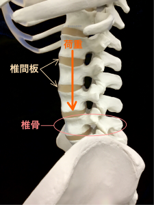 腰椎椎間板の腰椎を守るクッションの役割｜住吉区長居藤田鍼灸整骨院