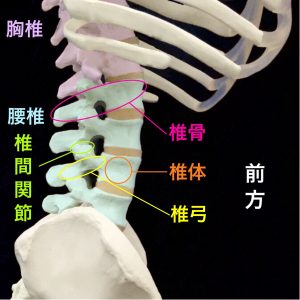 腰椎椎骨の椎体部分と椎弓部分｜住吉区長居藤田鍼灸整骨院