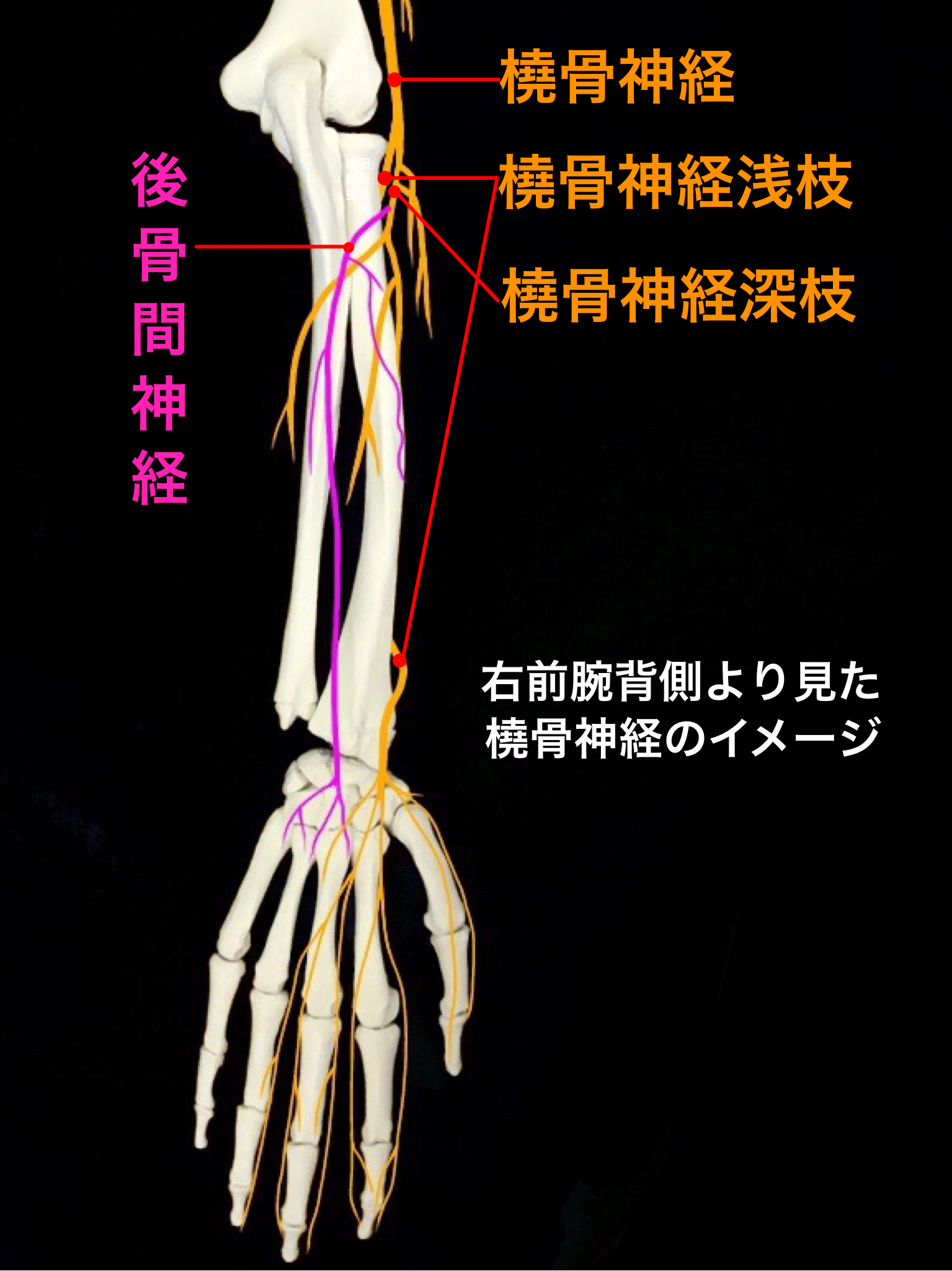 筋 神経 橈骨 腕
