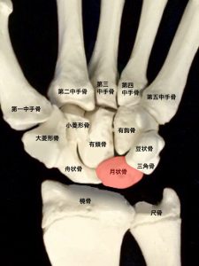 キーンベック病ー月状骨と手関節周囲の骨｜住吉区長居藤田鍼灸整骨院