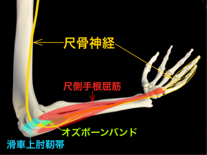肘部管の構成と障害部位|大阪市住吉区長居藤田鍼灸整骨院
