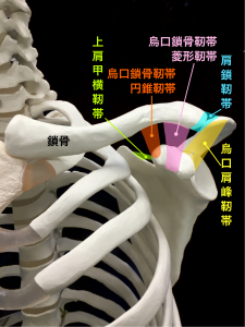 鎖骨骨折―烏口鎖骨靭帯・肩鎖靭帯|大阪市住吉区長居藤田鍼灸整骨院