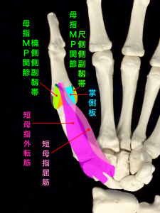 母指MP関節尺側側副靭帯損傷、スキーヤーズサム、ステナーリージョン|藤田鍼灸整骨院