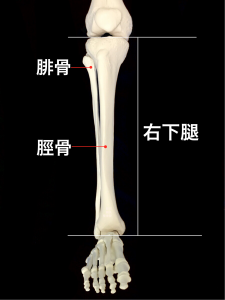 脛骨疲労骨折ー下腿を構成する脛骨と腓骨|住吉区長居藤田鍼灸整骨院