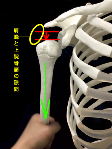 肩関節不安定症ーサルカスサイン|大阪市住吉区藤田鍼灸整骨院