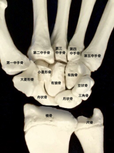 手関節を構成する前腕骨と手根骨(橈骨・尺骨・月状骨・三角骨・豆状骨・大菱形骨・小菱形骨・有頭骨・有鈎骨)