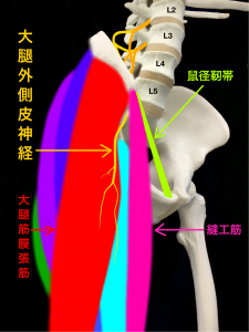 大腿外側皮神経痛ー大腿外側皮神経が障害される部位|大阪市住吉区長居藤田鍼灸整骨院