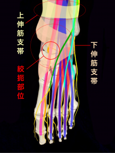 前足根管症候群の絞扼部位|大阪市住吉区長居藤田鍼灸整骨院