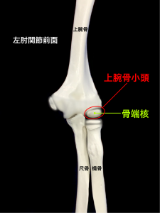 子供の肘関節と骨端核のイメージ|大阪市住吉区長居藤田鍼灸整骨院