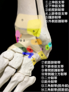 脛腓靭帯損傷ー前脛腓靭帯と周囲の靭帯|大阪市住吉区長居藤田鍼灸整骨院