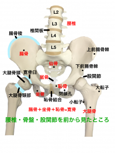 骨盤裂離骨折―骨盤周囲の名称|住吉区長居藤田鍼灸整骨院