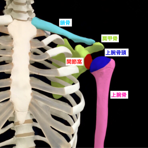 肩関節不安定症ー肩関節の構成、上腕骨頭、肩甲骨関節窩｜藤田鍼灸整骨院