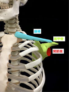 肩関節不安定症―肩関節を構成する骨と関節窩｜住吉区長居藤田鍼灸整骨院
