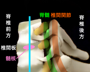 頚椎側面中間位｜藤田鍼灸整骨院