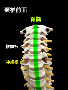 頚椎前面から見た脊髄の走行と神経根｜藤田鍼灸整骨院