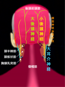 後頭神経と関連する首の筋肉|大阪市住吉区長居藤田鍼灸整骨院