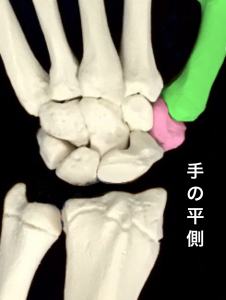 中手骨と大菱形骨で構成されるCM関節｜藤田鍼灸整骨院