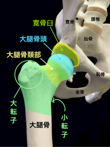 寛骨臼と股関節を作る大腿骨頭の下部が大腿骨頚部となる|住吉区長居藤田鍼灸整骨院