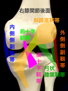 右膝の十字靭帯と側副靱帯、その他の靭帯｜住吉区長居藤田鍼灸整骨院