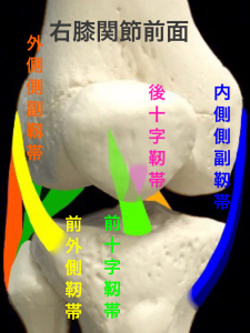 右膝の十字靭帯と側副靱帯、その他の靭帯｜住吉区長居藤田鍼灸整骨院