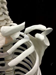鎖骨骨折―胸鎖乳突筋の牽引力による転移|住吉区長居藤田鍼灸整骨院