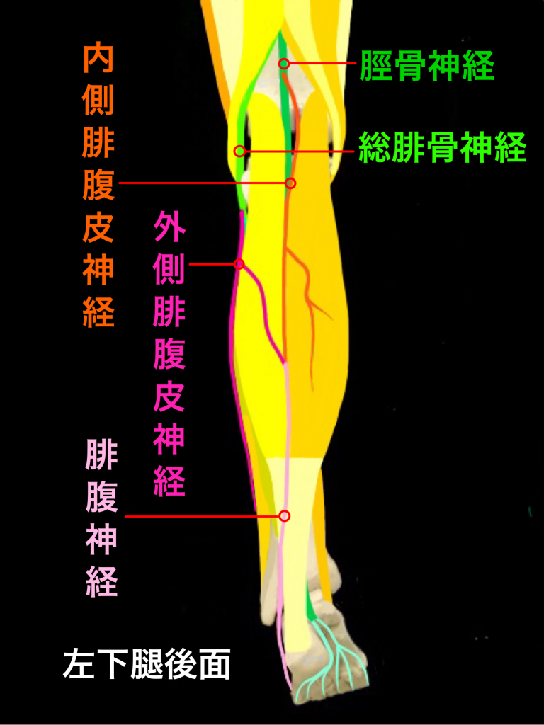 腓腹神経麻痺－アキレス腱外側のしびれや痛み、足の小趾側のしびれや痛み 藤田鍼灸整骨院