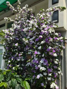 ニオイバンマツリ、紫の花、手間のかからない花、香りの良い花